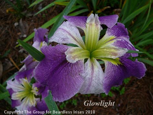 Glowlight (1)